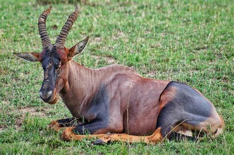 Jakie Zwierz Ta Zobaczysz Na Safari W Kenii I Tanzanii Szpilkiwplecaku Pl