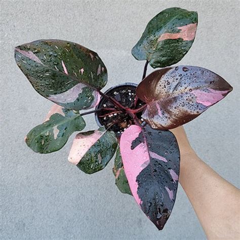 Philodendron pink princess – TILLANDSIATHAILAND.com