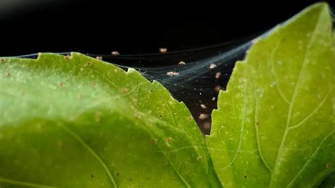 How To Get Rid Of Spider Mites On Houseplants 2023 Guide