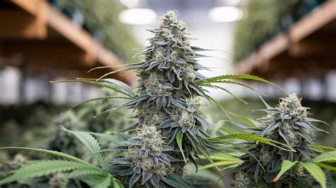 Alaskan Thunder Fuck Strain Review And Information 2025