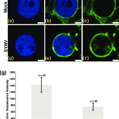 A Normalized Frap Data Following Photobleaching Of Gfp In The Nuclear