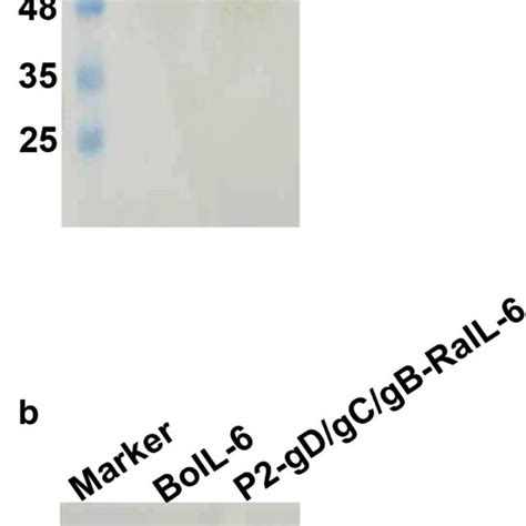 Western Blots Analysis Of Recombinant Proteins Panel A Western Blot