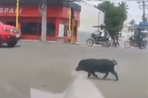 PANOORIN: Baboy ramo gumagala sa intersection sa Cabanatuan | ABS-CBN News