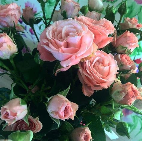 Кустарные розы🌹 в 2024 г | Розы, Цветы, Милые обои