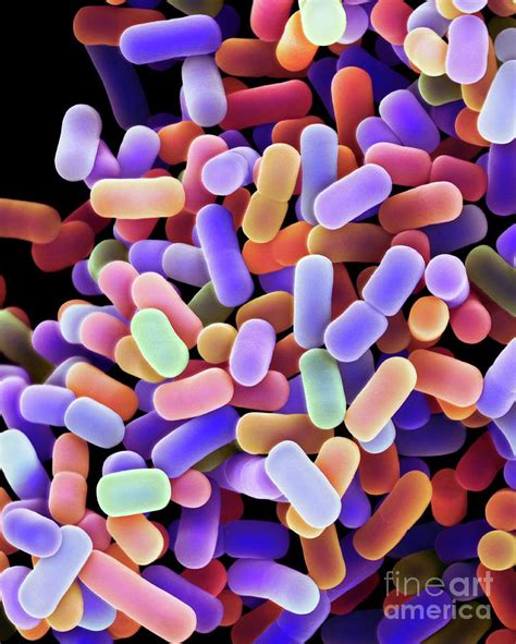 Lactobacillus Plantarum Bacteria By Dennis Kunkel Microscopy Science