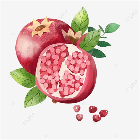 Pomegranate Fruit White Transparent Pomegranate Fruit Watercolor Style