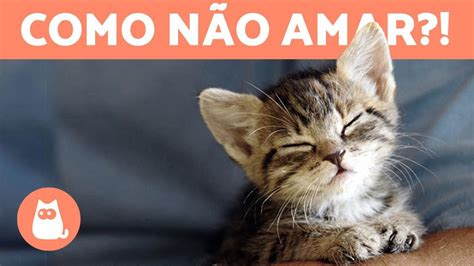 Imagens De Gatos Fofos E Engraçados - Já viu um gato rir?