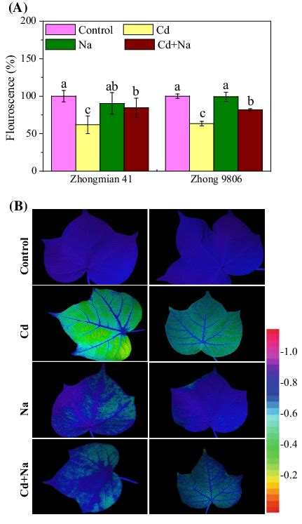 Effect Of Alone And Combined Stresses Of Salinity And Cd On Chlorophyll