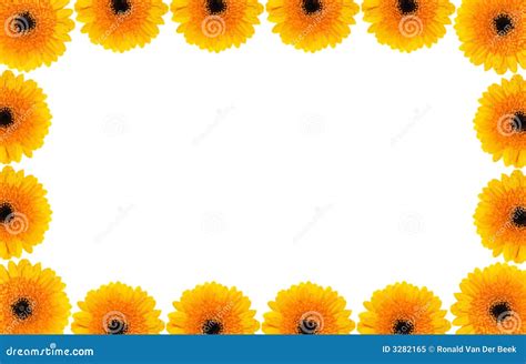 Gerber Daisy Border Royalty Free Stock Photo Image 3282165