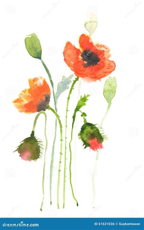 Flores Vermelhas Da Papoila Ilustrador Da Aquarela Ilustração Stock