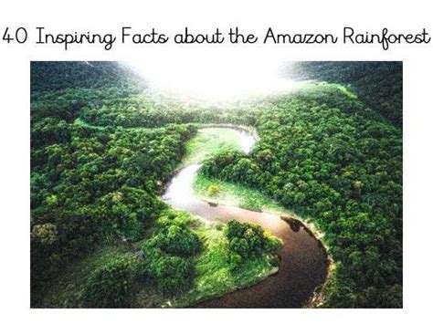 Amazon Rainforest Facts | Teaching Resources