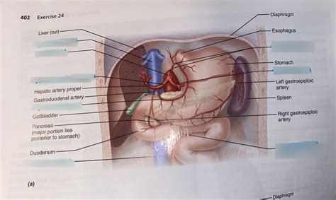 Arteries Of The Abdomen The Celiac Trunk And Its Major Branches