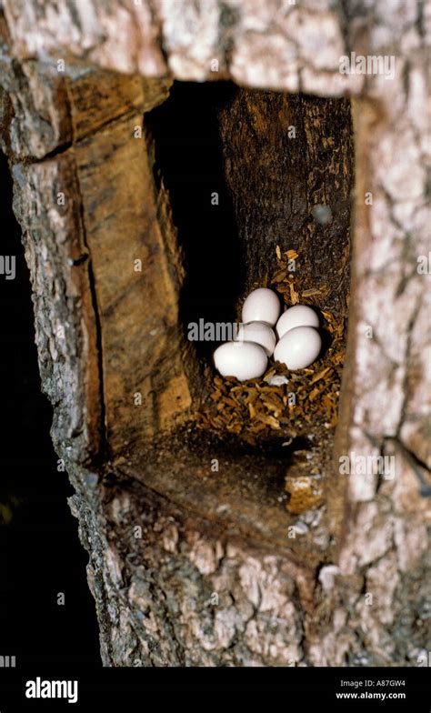 Acorn Woodpecker eggs Stock Photo - Alamy