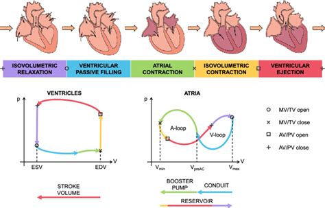 The Five Phases Of The Cardiac Cycle On The Top A Sketch Of The