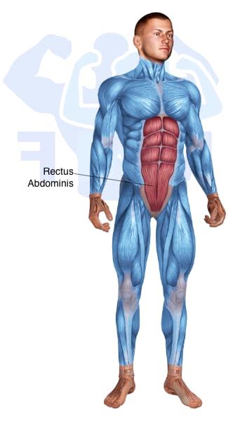 22 Rectus Abdominis Exercises For Men Equipment Guide