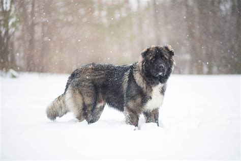 Caucasian Shepherd Dog Breed Facts You Need To Know