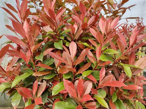 Photinia X Fraseri Carre Rouge Stock Photo Image Of Colourful Botany