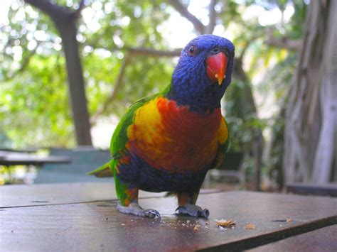 rainbow lorikeet Free Photo Download | FreeImages