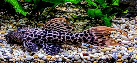 Red Titanic Pleco L273 15 17cm Sweet Knowle Aquatics Online Shop