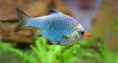 Cara Budidaya Ikan Sumatra Atau Tiger Barb Maulana Says Green 3