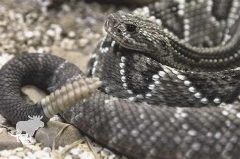 Rattlesnake Vs Bull Snake: Side By Side — Forest Wildlife