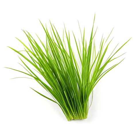 Premium AI Image | Carex Vesicaria Lime Green an Inflated Sedge Leaf
