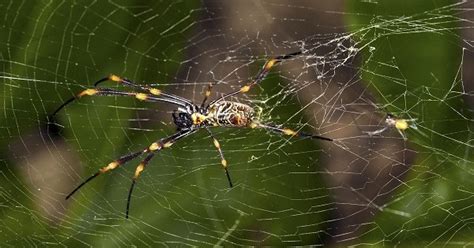 Infestação de aranhas não impede reabertura de mina na Austrália