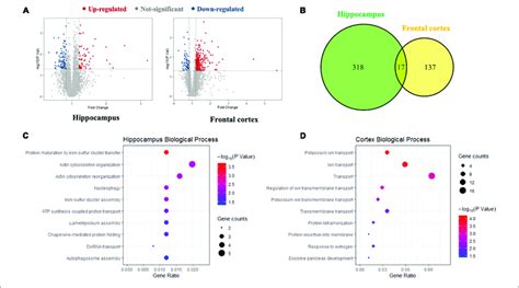 | The proteomics analysis of differentially expressed proteins in the ... 