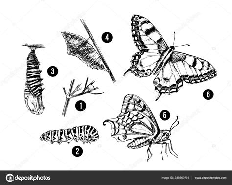 Metamorphosis Of The Swallowtail Papilio Machaon Butterfly Stock Vector By ©martm 288660734