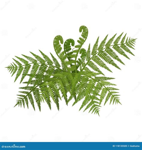 Bush Of Green Wide Open Leaves Of Fern Vector Illustration Stock Vector