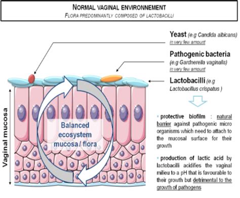 Vaginal And Vulvovaginal Disorders Vaginal Infections And Atrophic