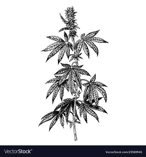 Hand Drawn Hemp Plant With Cones Cannabis Branch Vector Image