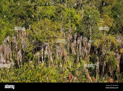 World Largest Mangrove Forest Sundarbans Of Bangladesh Part Stock Photo