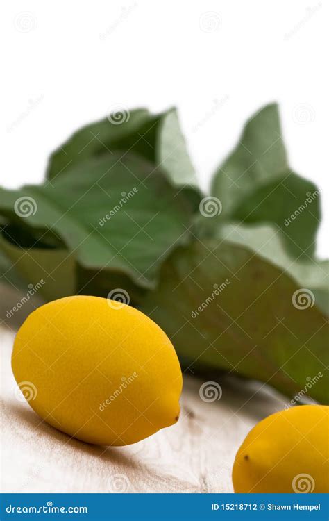 Fresh organic lemons stock photo. Image of group, green - 15218712