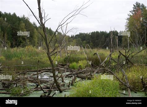in green forest swamp with fallen trees and Stock Photo - Alamy