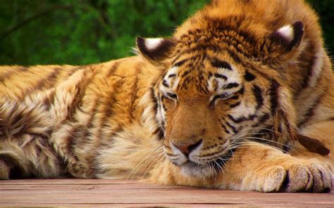 Sleeping Tiger wallpaper | 1920x1200 | #14235
