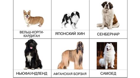 Породы собак - презентация онлайн