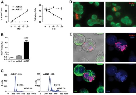 E2F1 expression induces -cell proliferation and death. Proliferation ... 