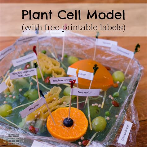 Plant Cell Model