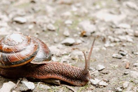 Profitable Snail Farming In Nigeria Nos 1 Beginners Guide