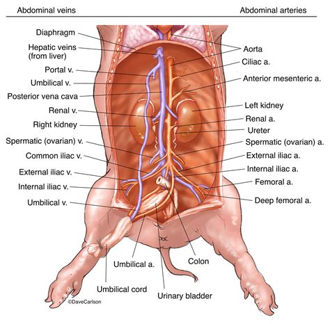 Fetal Pig Circulatory System Diagram - Wiring Site Resource