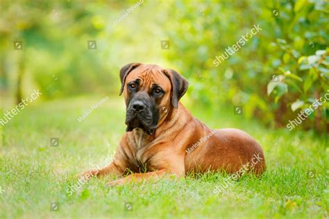 Boerboel South African Mastiff Dog Breed Information 53 Off