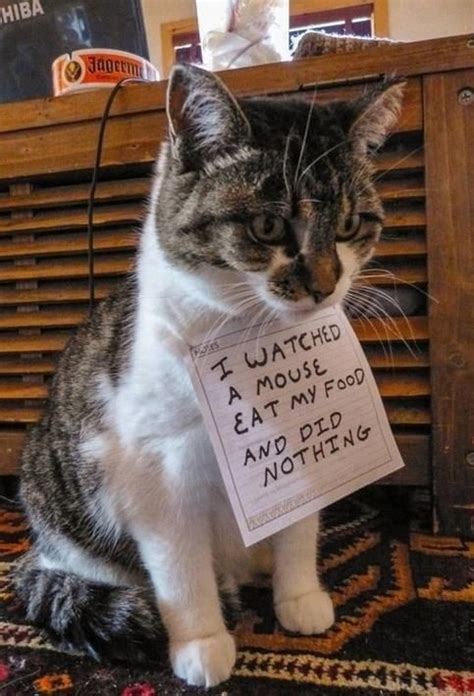 Hahahah You Should Be Humiliated Haha Cat Shaming Cats Dog Shaming