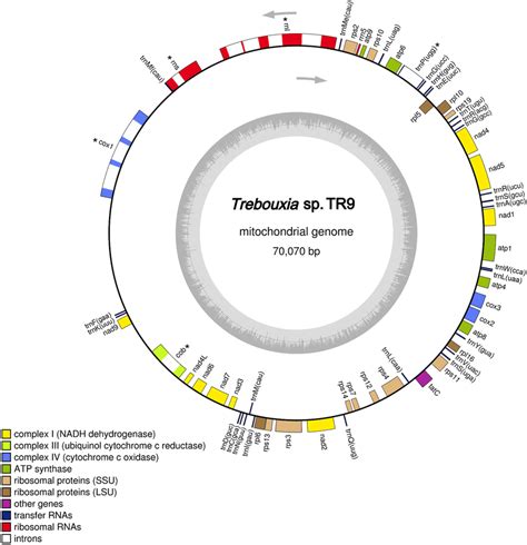 Gene Map Of The Complete Mitochondrial Genome Of The Microalga