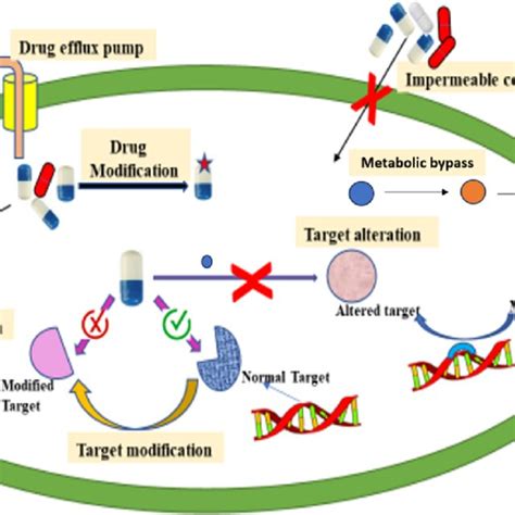 Resistance Toward Drugs Shown By Mycobacterium Tuberculosis