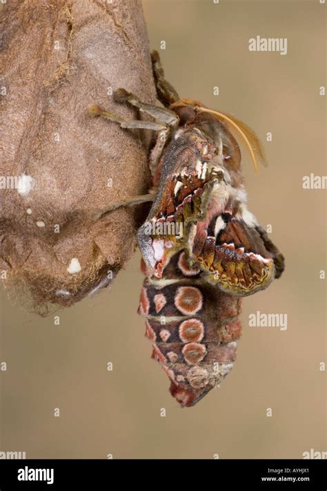 Atlas moth cocoon hi-res stock photography and images - Alamy