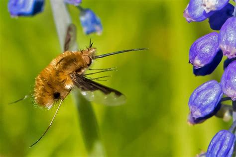 beefly focusing  wildlife
