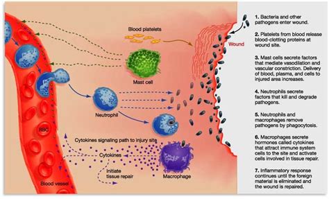 Honors Biology Blog: Immune System Quiz