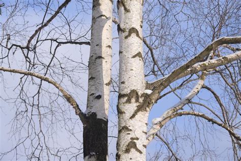 The Trunk Of A Birch Close Up Stock Photo Image Of Season Branch