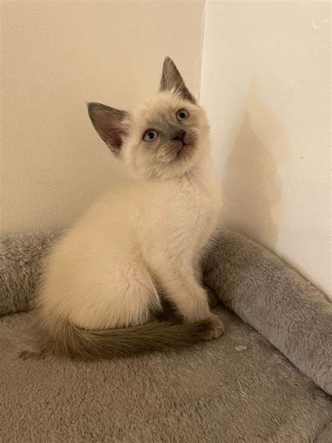 Beautiful Ragdoll Cross Kittens In Hurstpierpoint West Sussex Gumtree